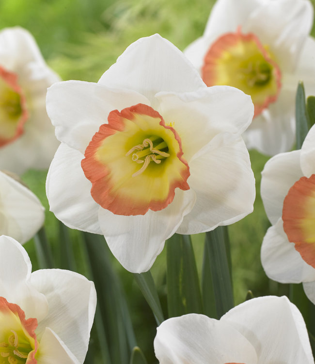 Narcissus Tulip Store 75 jours Narcissus Mix