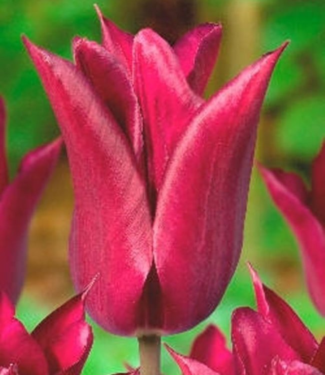 Tulipa Tulip Store 75 days Tulips Mix