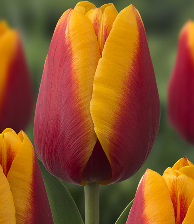 Tulipa Color Parade