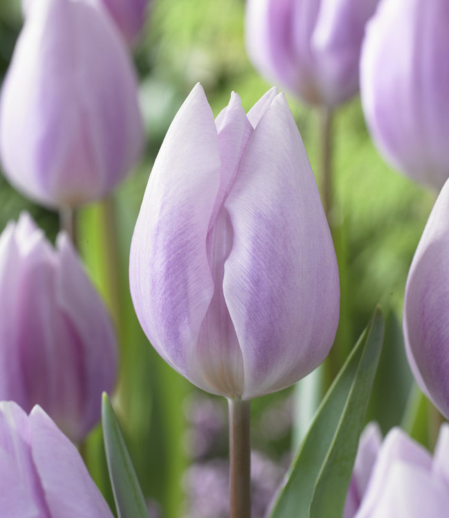 Tulp Silver Cloud