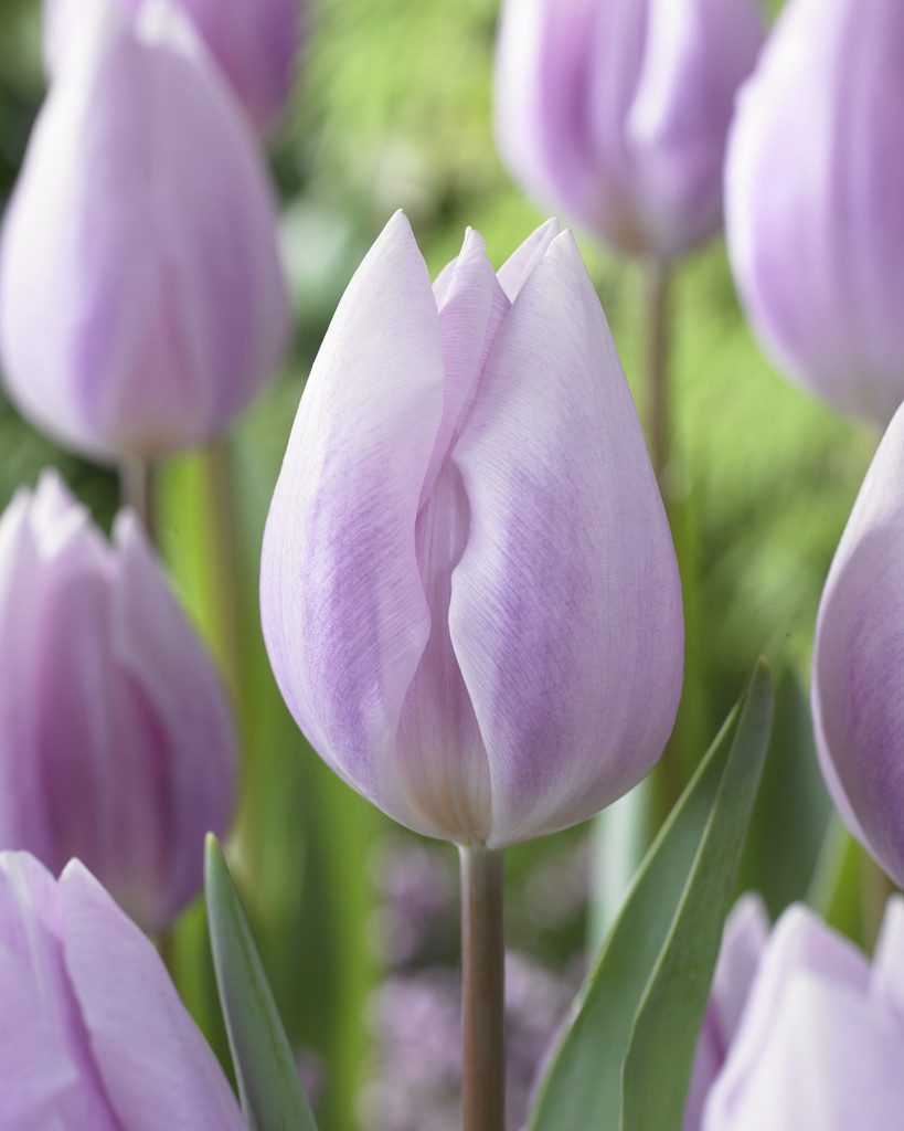 Tulip bulbs Silver Cloud - unique lilac-blue flower! - Tulip Store