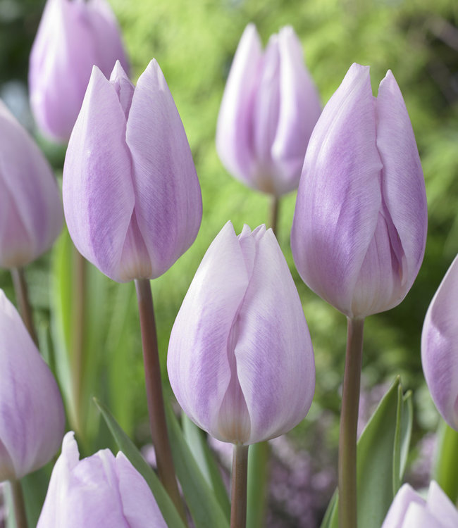Tulipa Silver Cloud