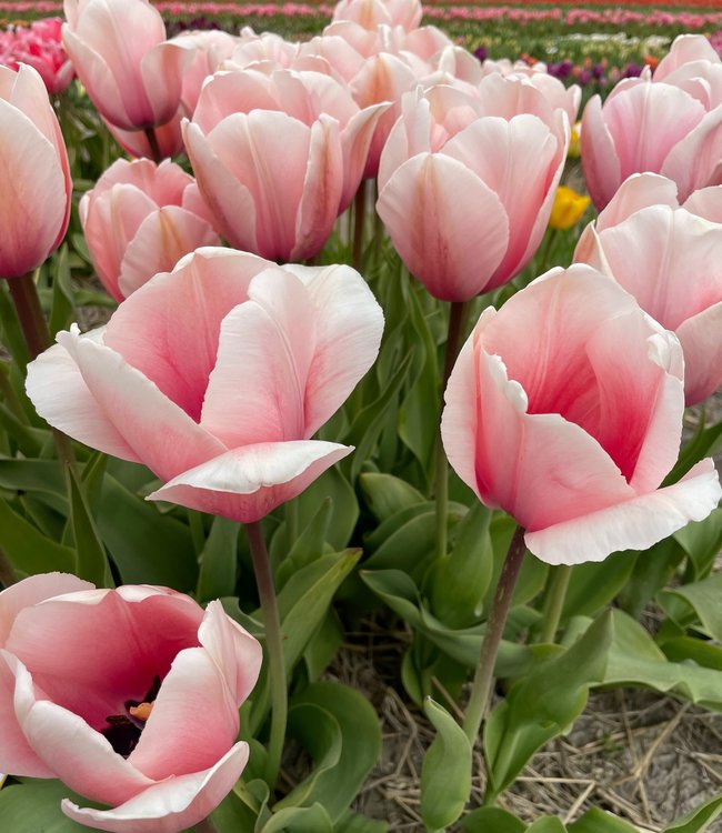 Tulipa Salmon Impression