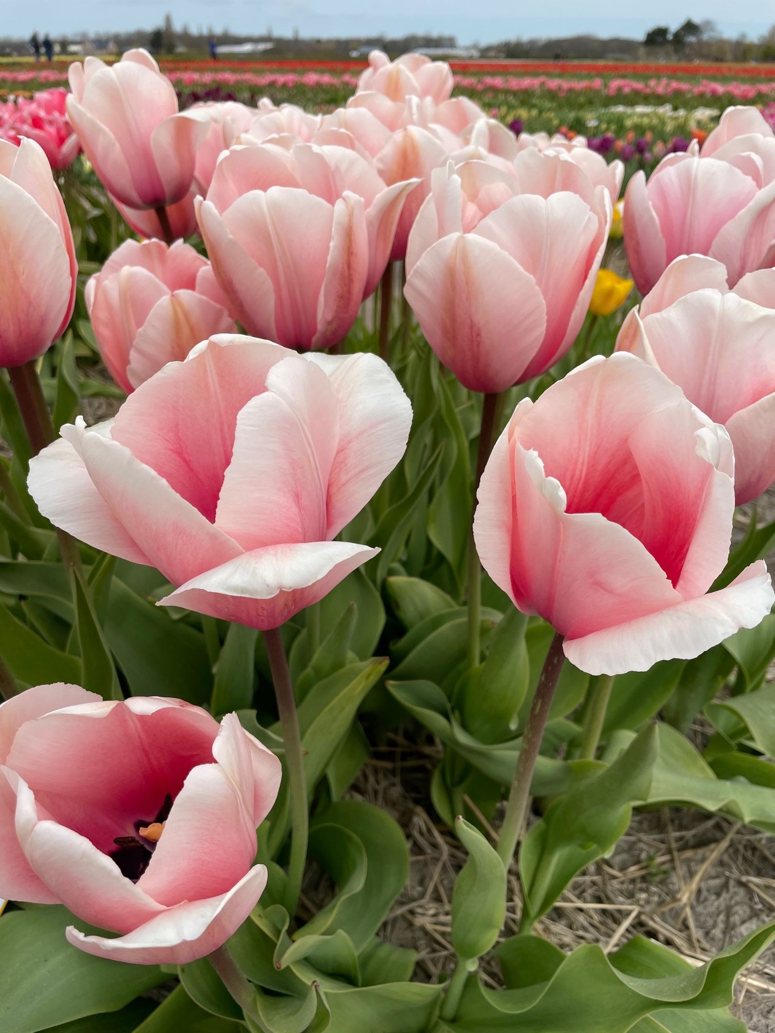 Tulip bulbs Salmon Impression huge tulips in your garden! Tulip Store