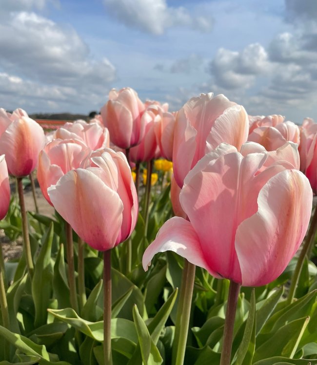 Tulipa Salmon Impression