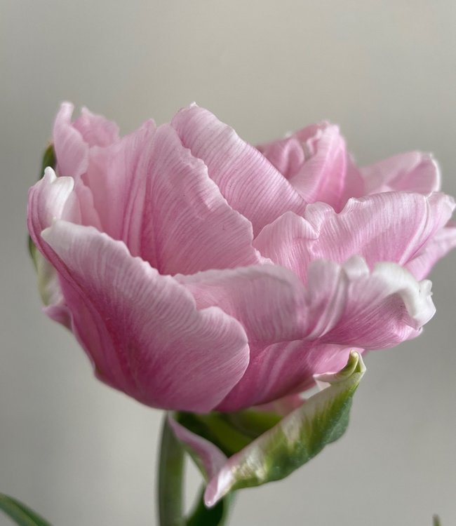 Tulipa Gabriella Double