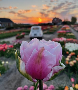 Tulpe Gabriella Double