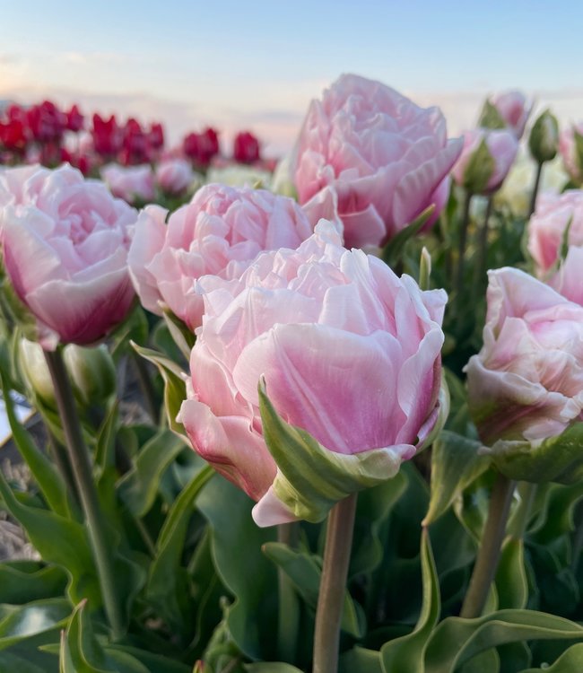 Tulipa Gabriella Double