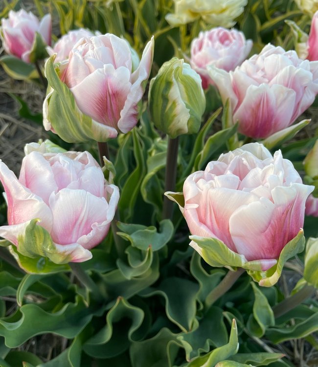 Tulipa Gabriella Double