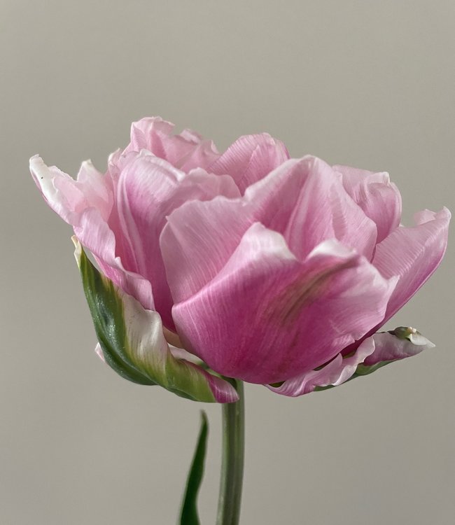 Tulipa Gabriella Double