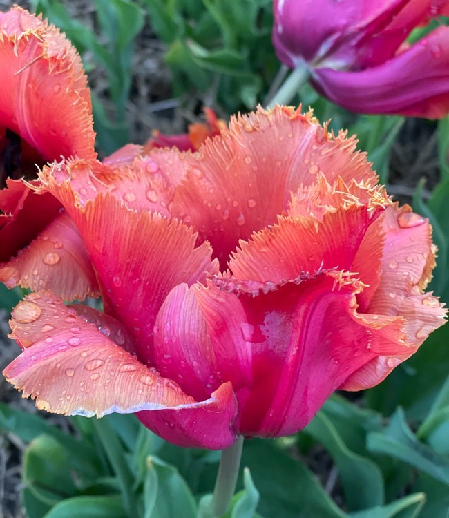 Tulp Louvre Orange