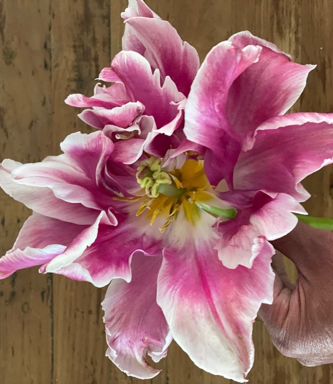 Tulipan Ballade Exotic