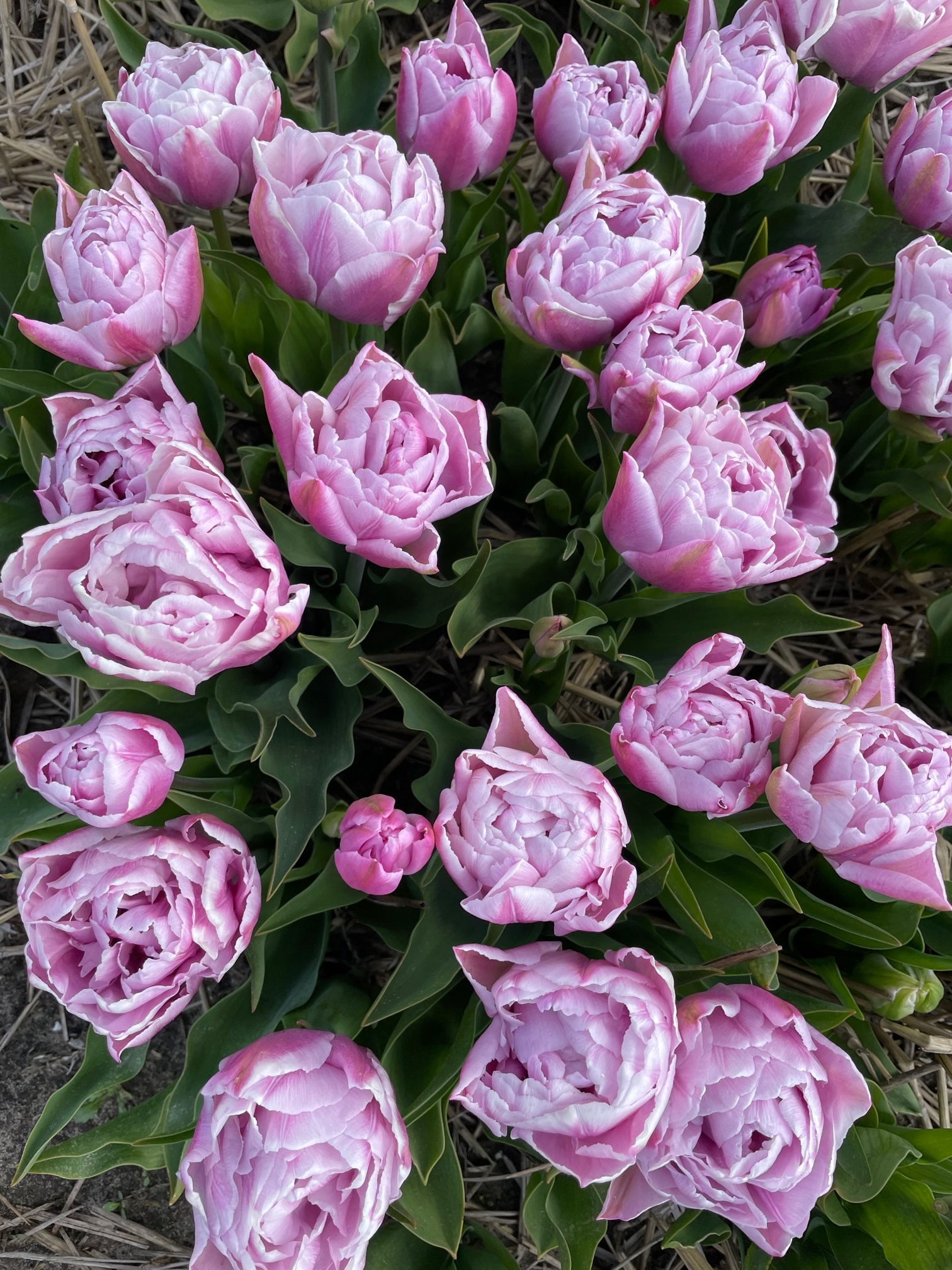 Tulpenbollen Katinka - een eyecatcher in elke tuin! - Tulip Store