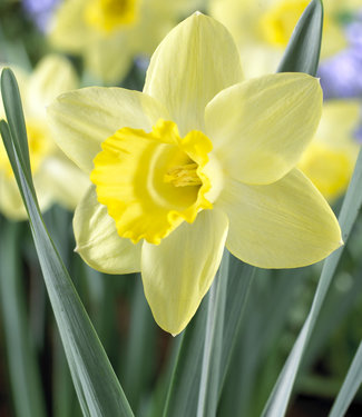 Daffodil Pistachio