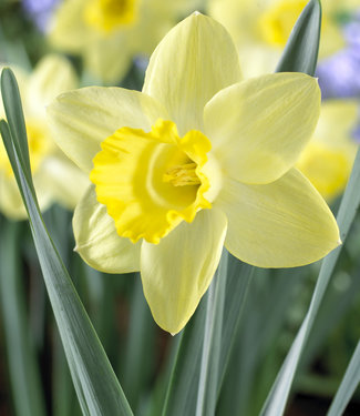 Narcissus Pistachio
