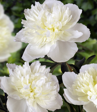 Peony Duchesse de Nemours