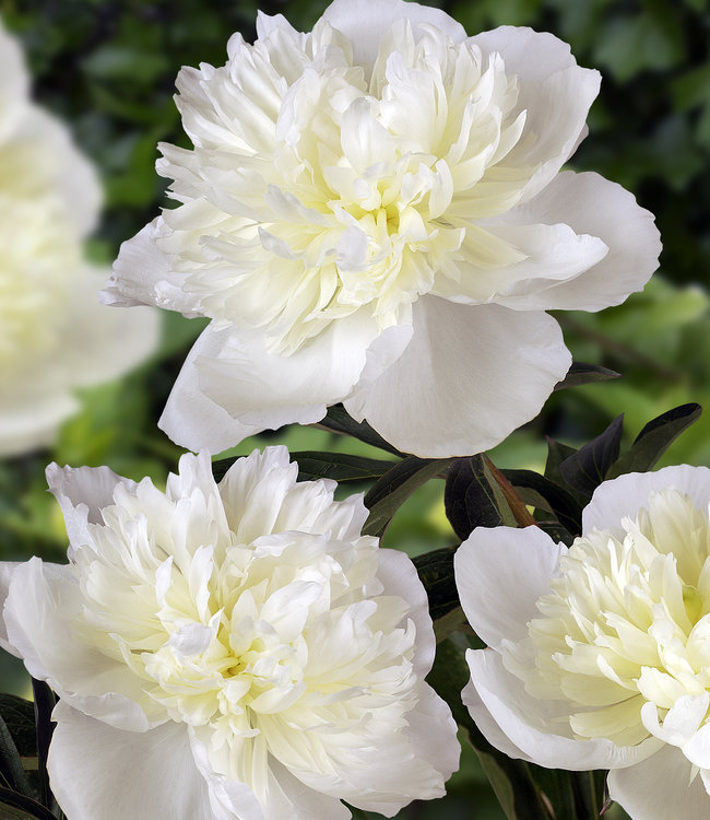 Peony Roots Duchesse De Nemours Richly Filled Peony Tulip Store