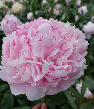 Peony Sarah Bernhardt