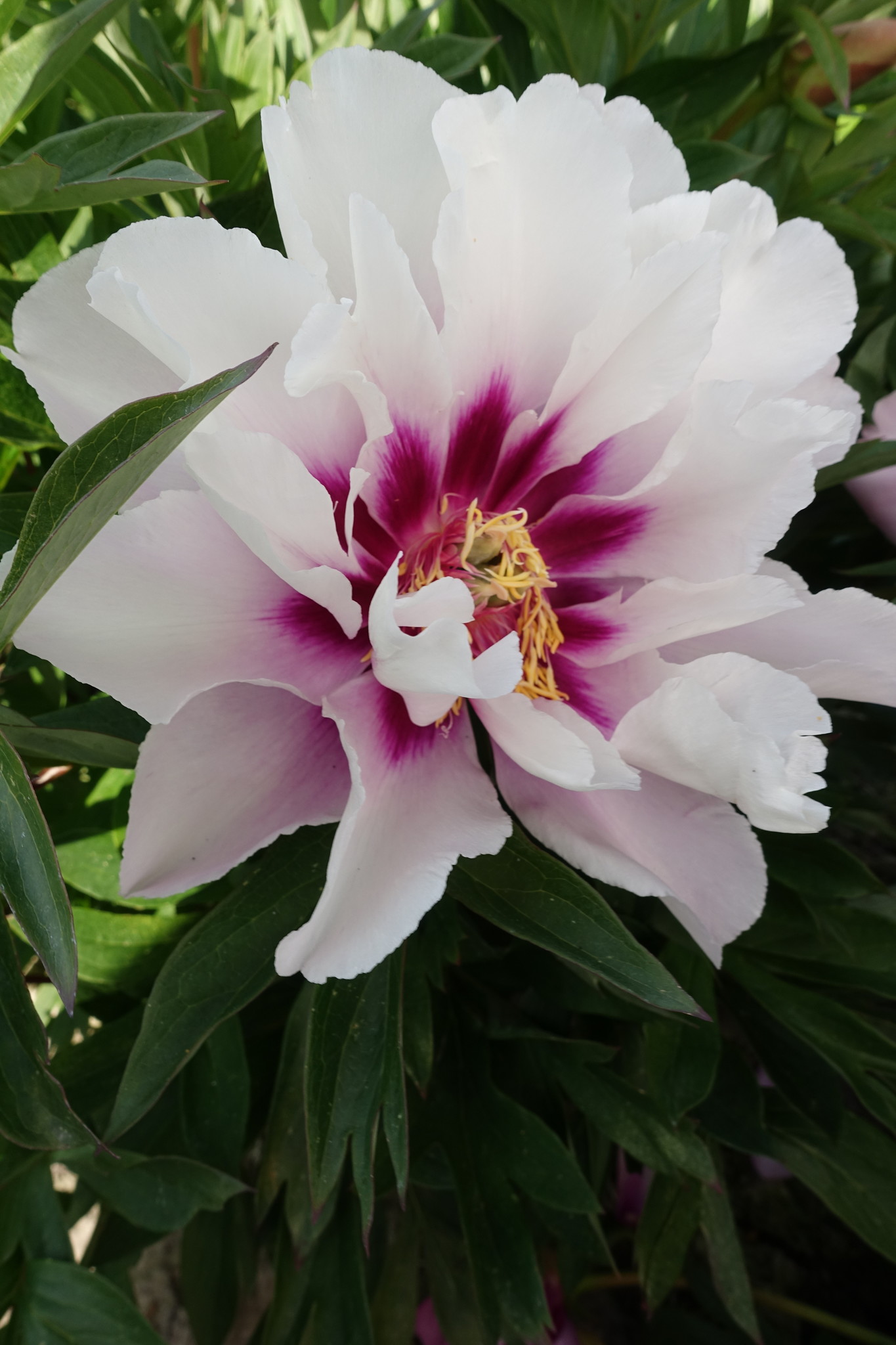 Peony roots itoh Cora Louise unique purple flame! Tulip Store