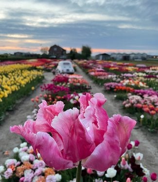 Tulip Flamingo Queen