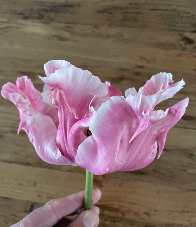 Tulipa Flamingo Queen
