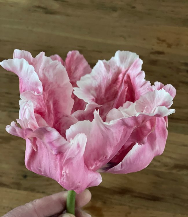 Tulipa Flamingo Queen