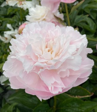 Piwonia Albert Crousse