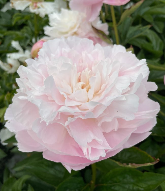Peony Albert Crousse