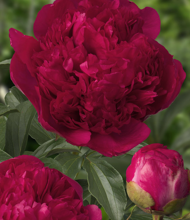 Paeonia Command Performance