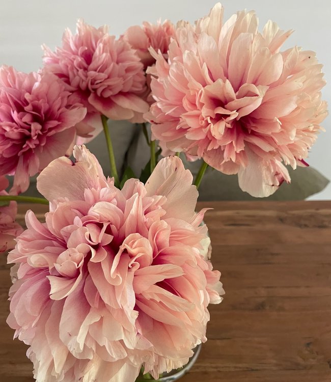 Paeonia Command Performance