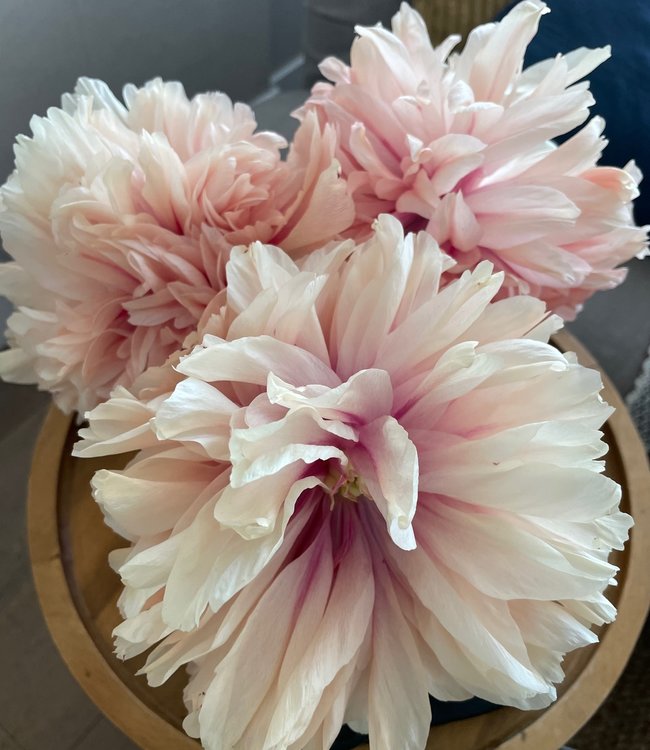 Paeonia Command Performance