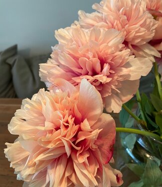 Piwonia Command Performance