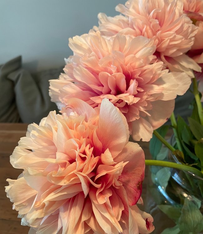 Command Performance Peony Roots Peony roots Command Performance - wonderful, unique colour! - Tulip Store