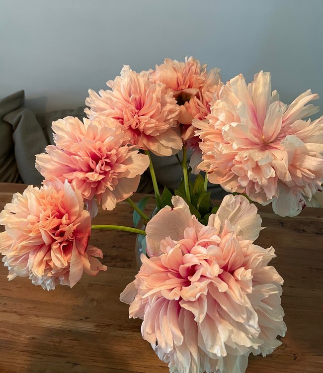 Paeonia Command Performance