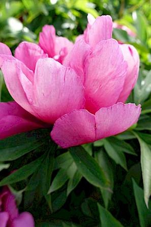 pink ardour peony