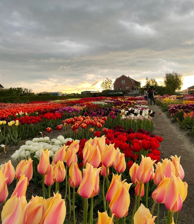 Tulip bulbs Blushing Beauty huge, elegant French tulip! Tulip Store