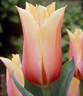 Tulip Blushing Beauty