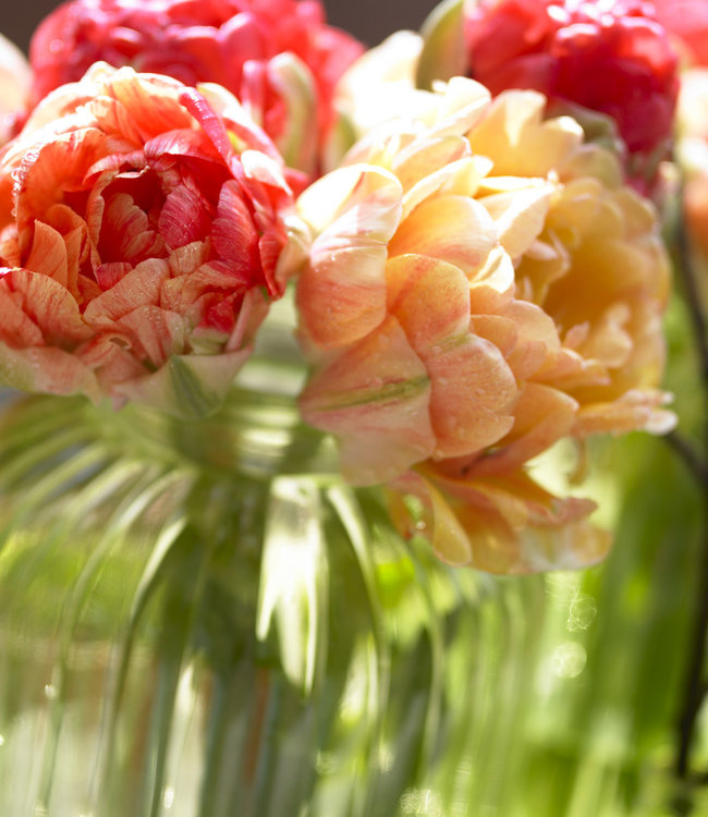 Tulipa Gudoshnik Double