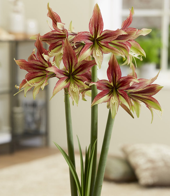 Amaryllis Mystica