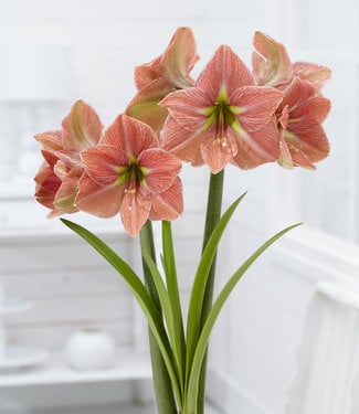 Amaryllis Terra Cotta Star