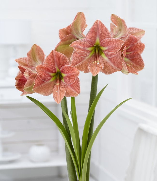 Amaryllis Terra Cotta Star