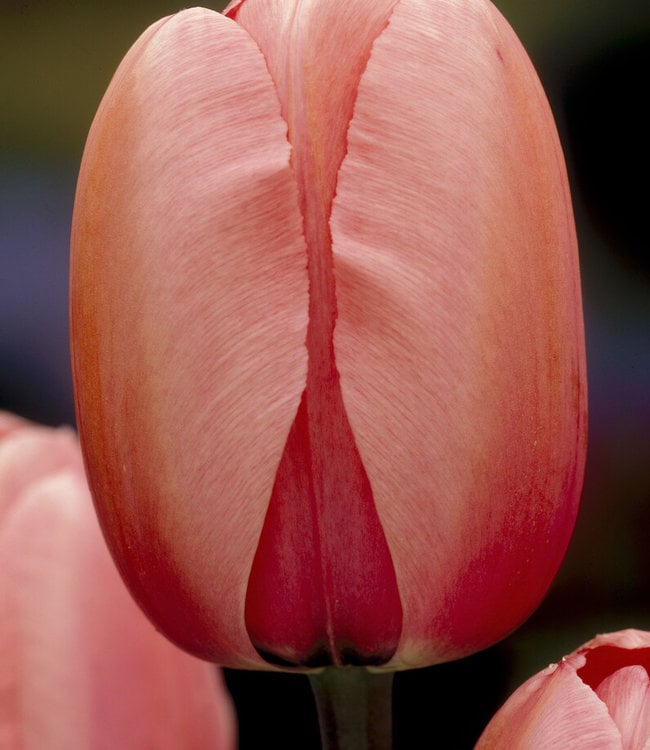 Tulip Salmon Impression