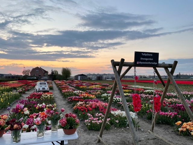 Showtuin Tulipstore bollenvelden keukenhof tulpen