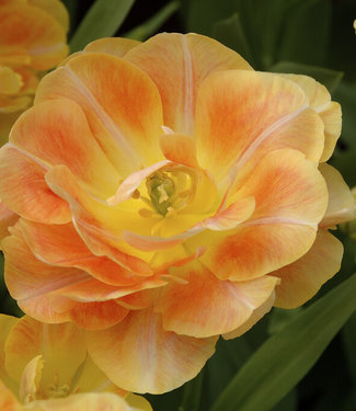 Tulipan Charming Lady