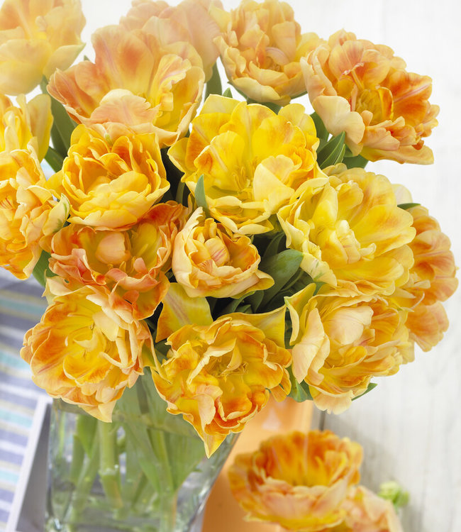 Tulipa  Charming Lady