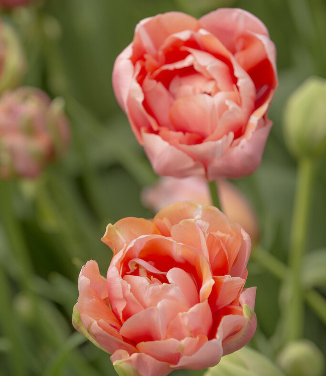 Tulip bulbs Menton Unique popular, pink peony tulip! Tulip Store