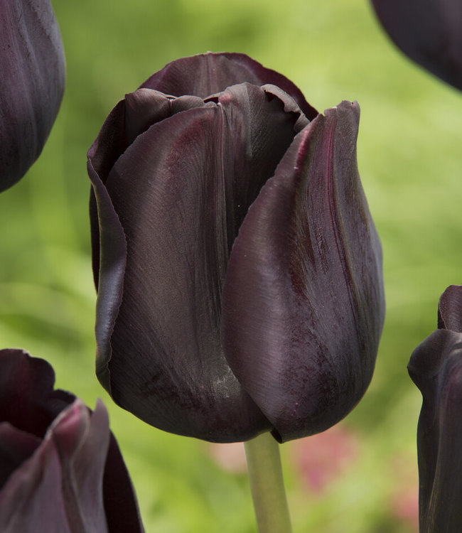 Kinderrijmpjes Banyan Refrein Tulpenbollen Paul Scherer - populaire zwarte tulp! - Tulip Store
