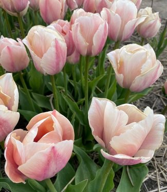 Tulp Salmon van Eijk