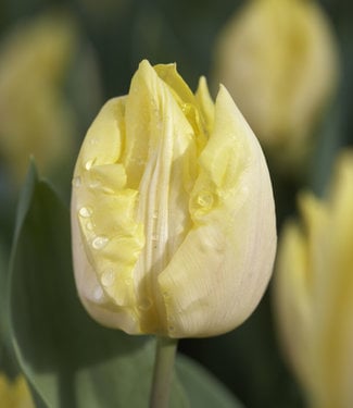 Tulip Sunny Prince