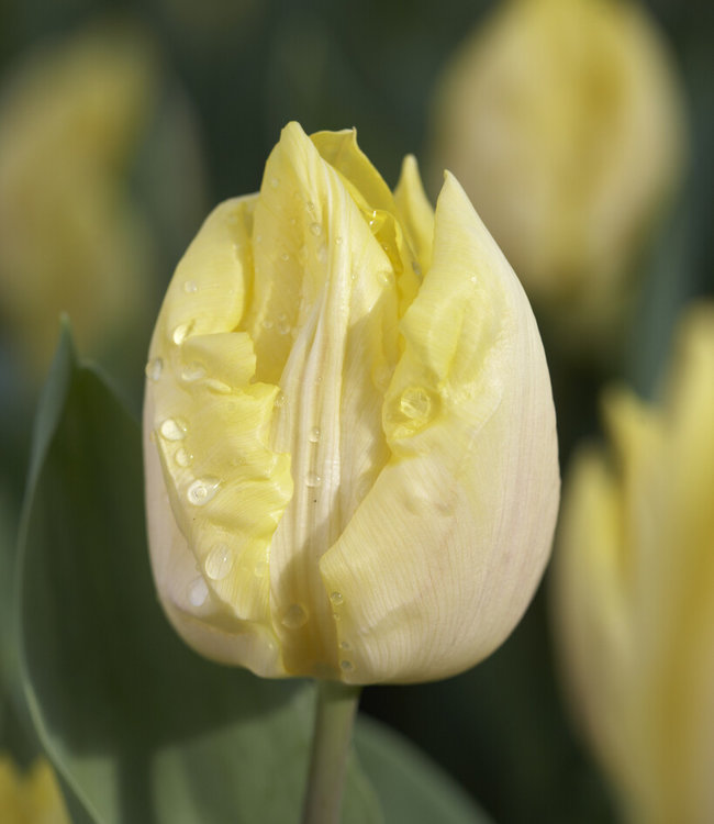 Tulip Sunny Prince